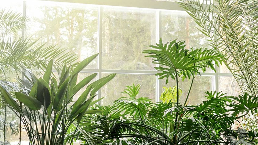 A row of plants in front of a sunny window